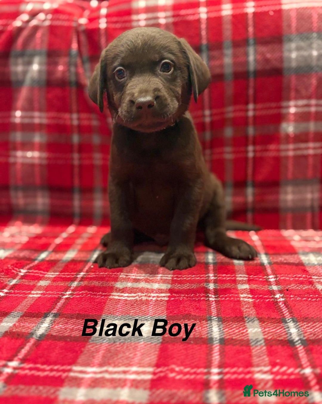 Labrador Retriever dogs for sale: Beautiful KC Chocolate Labrador Retriever puppies - Advert 4