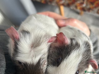 Guinea Pig rodents - Advert 3