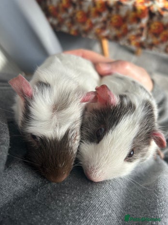 Guinea Pig rodents - Advert 1