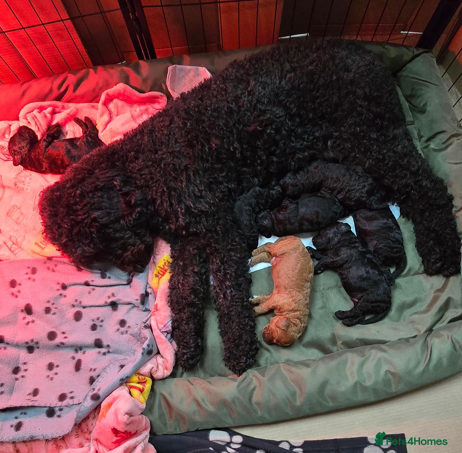 Mini Goldendoodle dogs Beautiful goldendoodle puppies - Advert 1