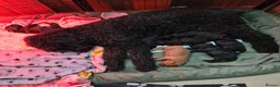 Mini Goldendoodle dogs for sale: Beautiful goldendoodle puppies - Advert 1
