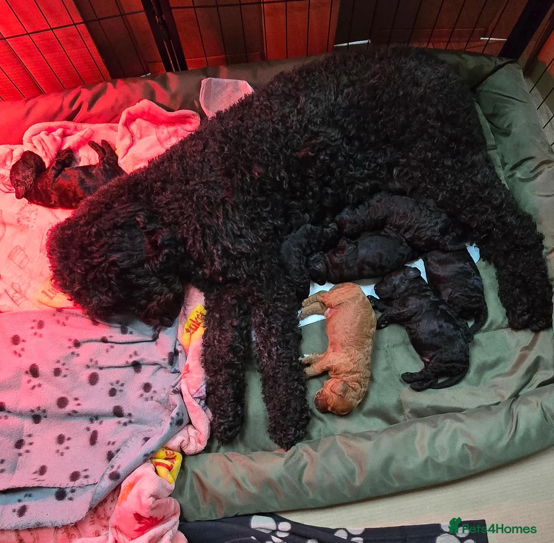 Mini Goldendoodle dogs for sale: Beautiful goldendoodle puppies - Advert 1