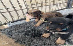Jack Russell dogs for sale: Working Miniature Jack Russell's - Image 1