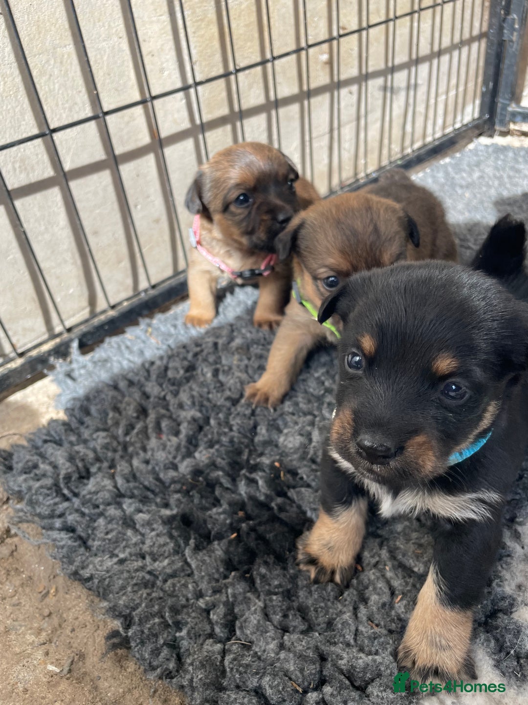 Jack Russell dogs for sale: Working Miniature Jack Russell's - Image 1