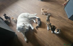 Mixed Breed cats for sale: Friendly Lovely Kittens  - Image 8