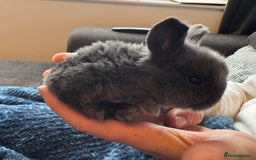 Mini Lop rabbits for sale: Pure Bred Mini Lop babies - Advert 1