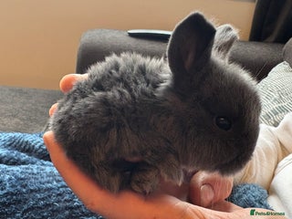 Mini Lop rabbits Pure Bred Mini Lop babies - Advert 8