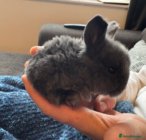 Mini Lop rabbits Pure Bred Mini Lop babies - Advert 5