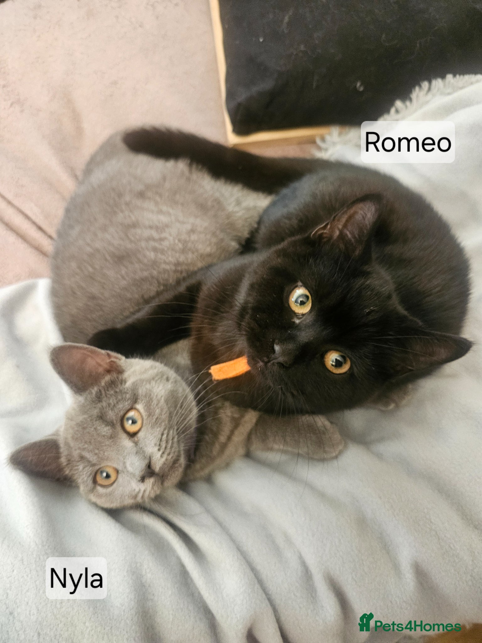 British Shorthair cats British Shorthair Cross black grey cheeky - Advert 1