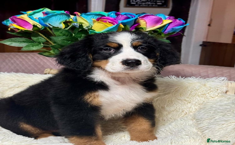 Bernese Mountain Dog dogs 2 kc reg girl Bernese mountain dog puppies  - Advert 1