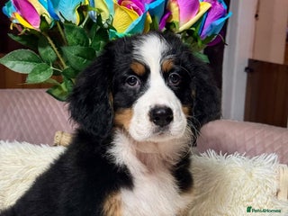 Bernese Mountain Dog dogs 2 kc reg girl Bernese mountain dog puppies - Advert 18