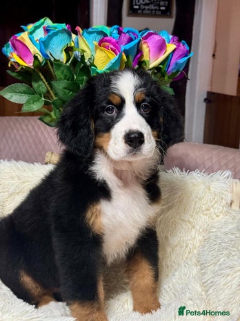 Bernese Mountain Dog dogs 2 kc reg girl Bernese mountain dog puppies - Advert 1