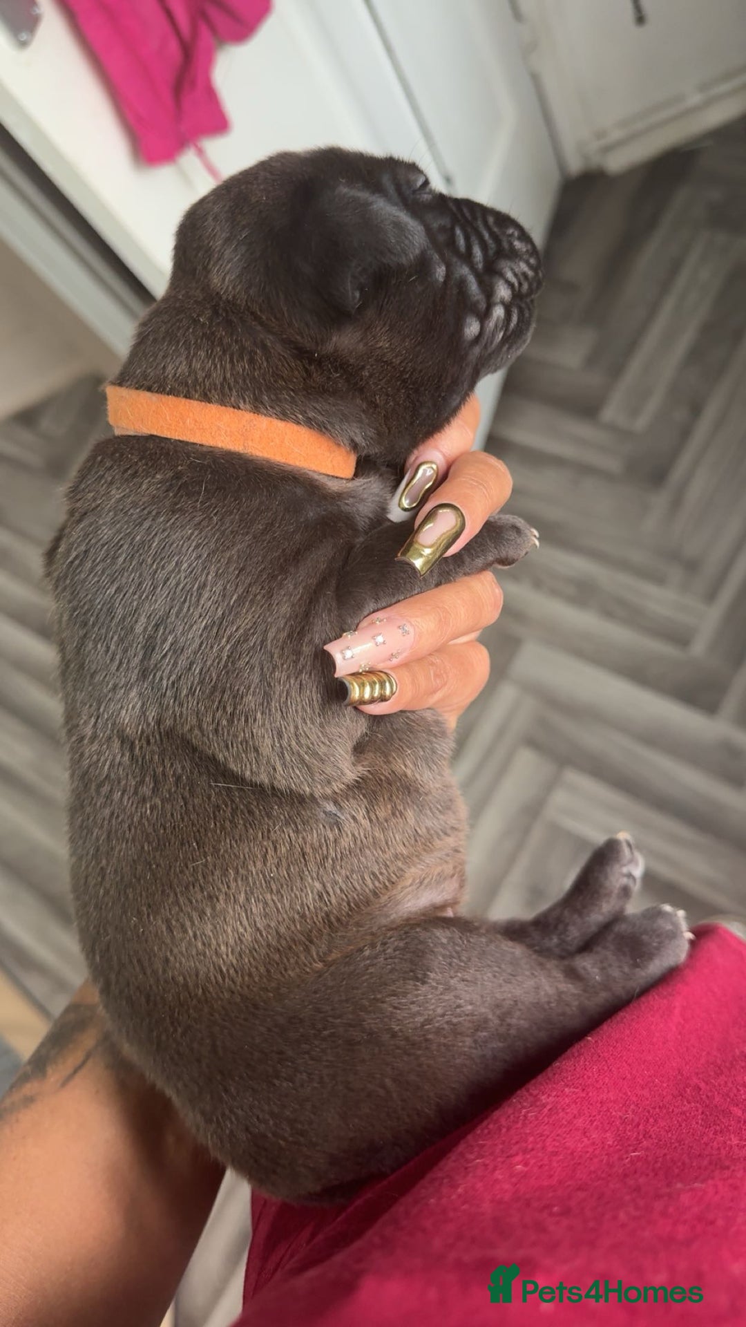 Mixed Breed dogs for sale: 2 dogue de Bordeaux x cane corso puppies - Advert 13