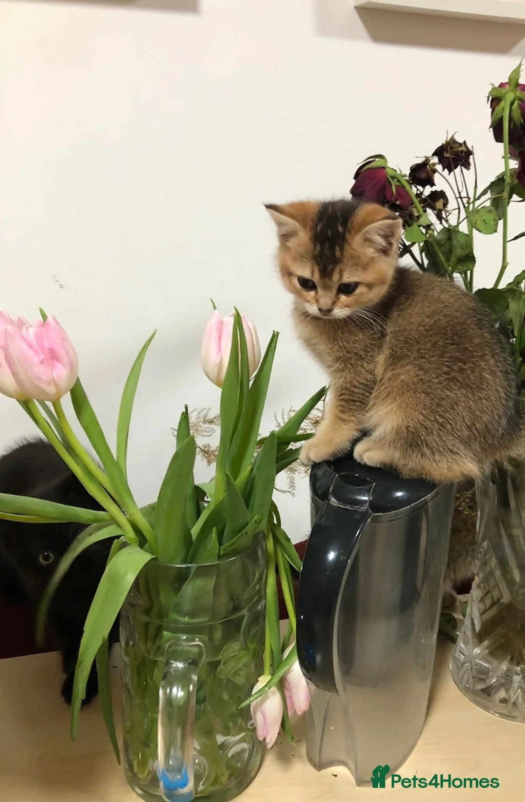 British Shorthair cats for sale: British Shorthair Beautiful Girls - Advert 3