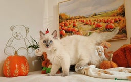 Ragdoll cats for sale: GCCF Ragdoll Kittens - Outstanding!  - Image 25