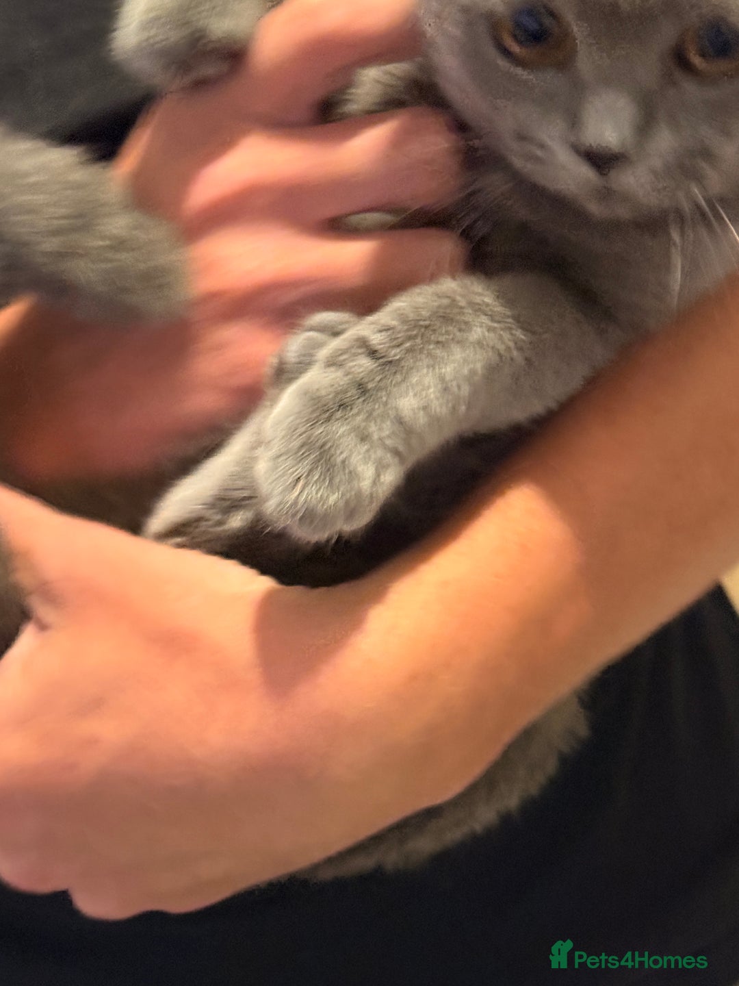 British Shorthair cats for sale: Female British shorthair  - Image 5