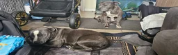 Staffordshire Bull Terrier dogs for sale: Blue staffy pups. Blue bronsen bloodline - Advert 5