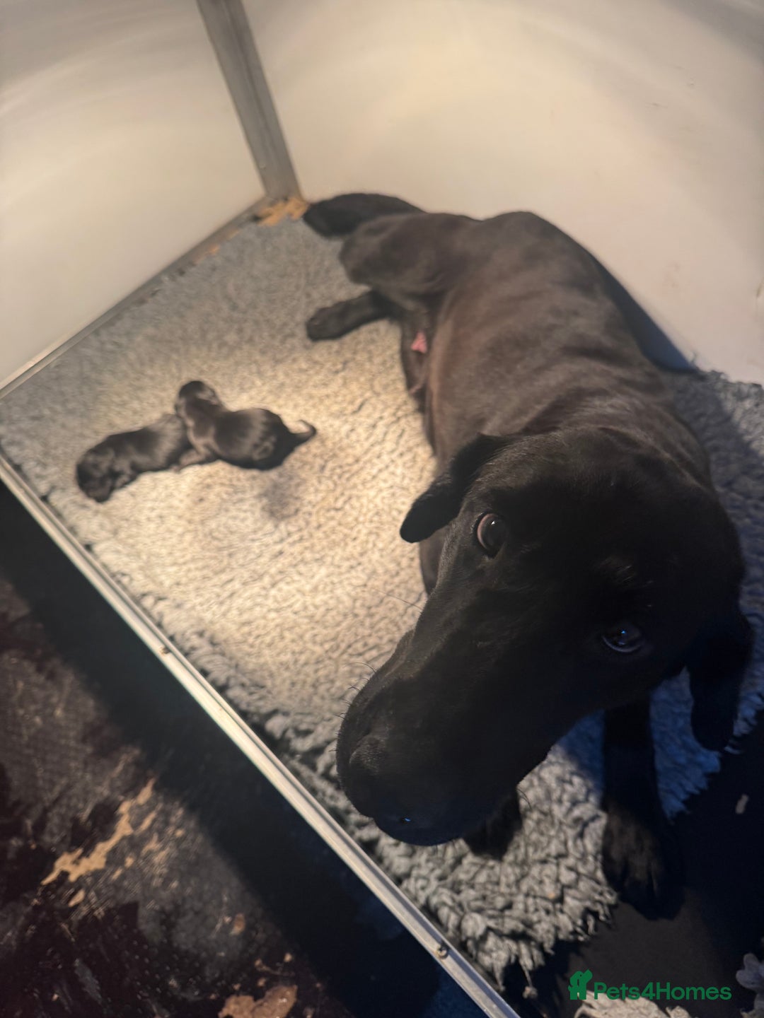 Labrador Retriever dogs for sale: 1st Class ⭐️⭐️⭐️⭐️⭐️ Licensed - Advert 2