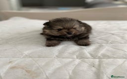 Pomeranian dogs for sale: GORGEOUS POMERANIAN PUPPIES  - Image 13