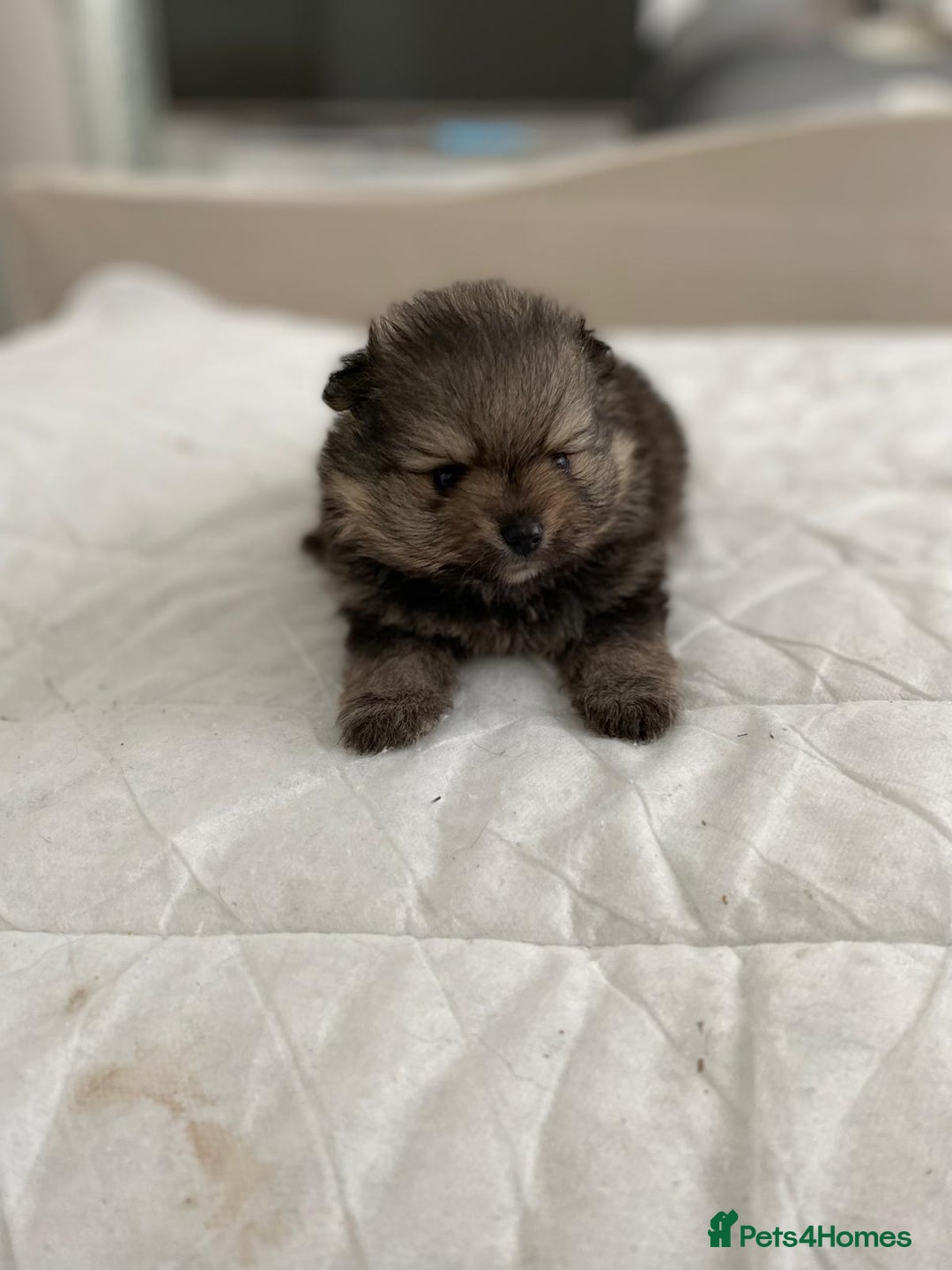 Pomeranian dogs for sale: GORGEOUS POMERANIAN PUPPIES  - Image 13