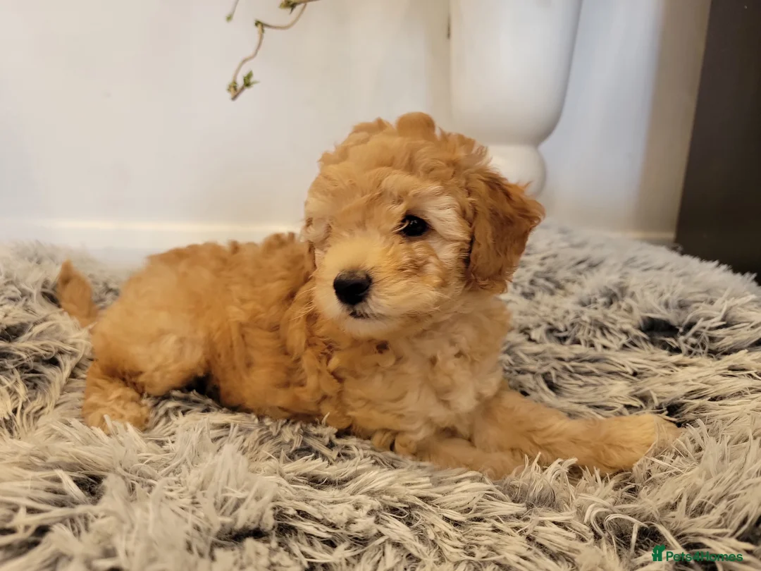Maltipoo dogs for sale: F1b Maltipoo.   Ready to leave now  - Advert 5