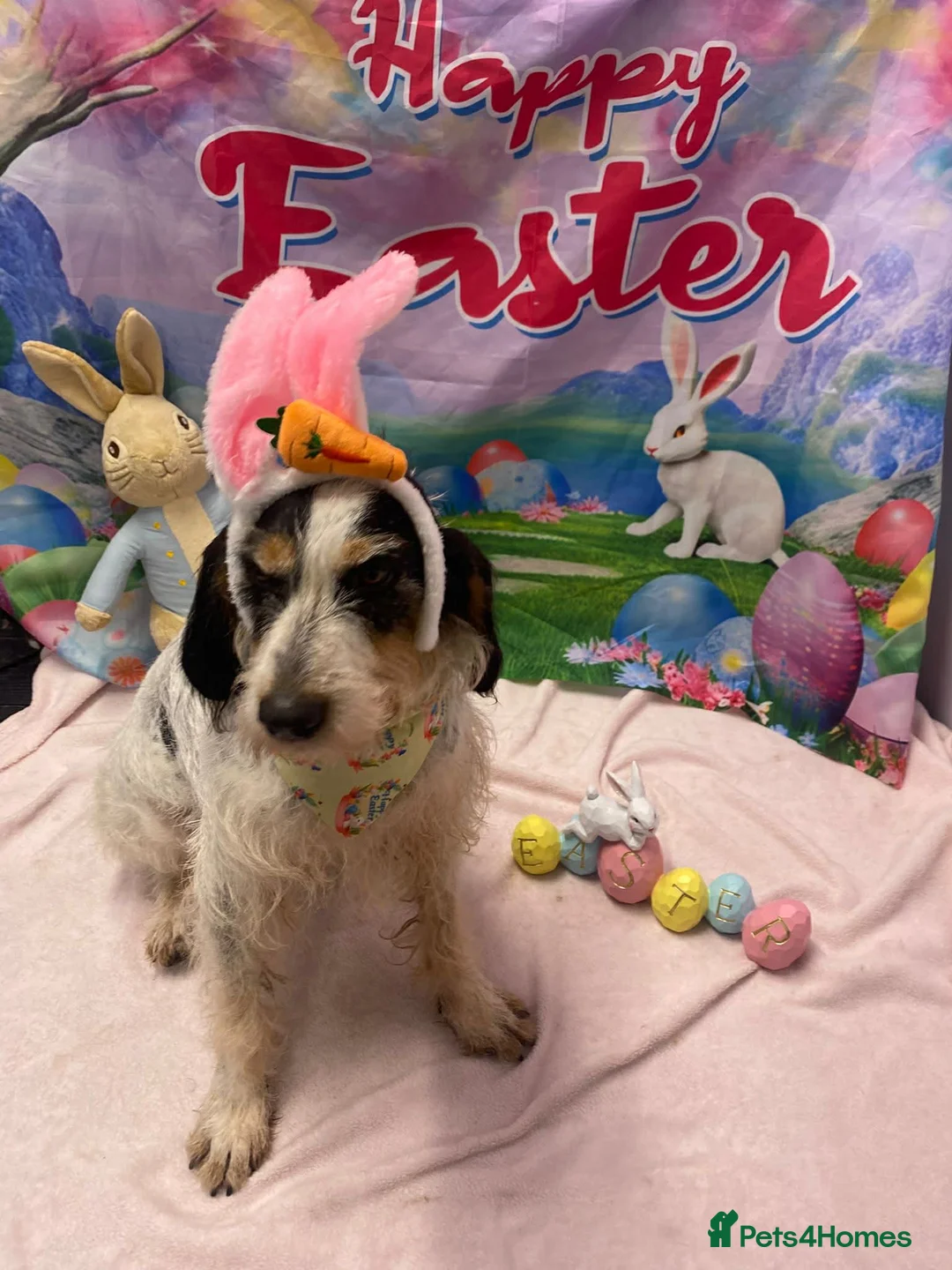 Mixed Breed dogs for adoption: Chispa - cheeky Griffon X for adoption - Advert 2