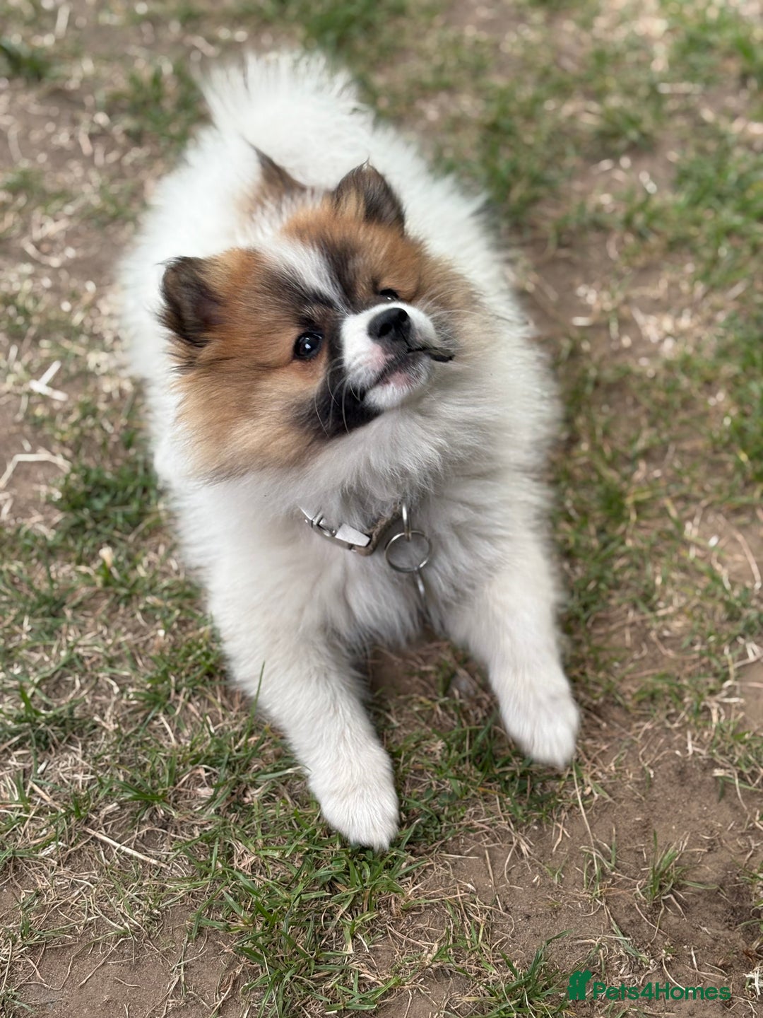 German Spitz dogs for sale: German spitz - Image 1