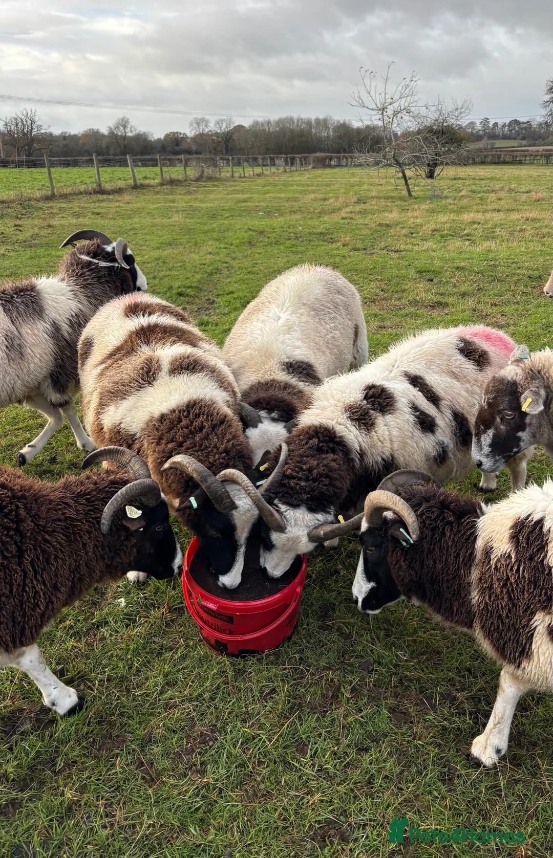 Sheep livestock for sale: In lamb Jacob’s  - Advert 1