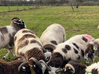 Sheep livestock In lamb Jacob’s - Advert 1