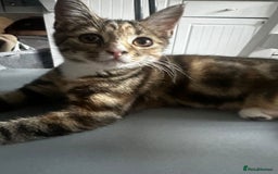 Bengal cats for sale: Beautiful kitten for sale  - Image 4