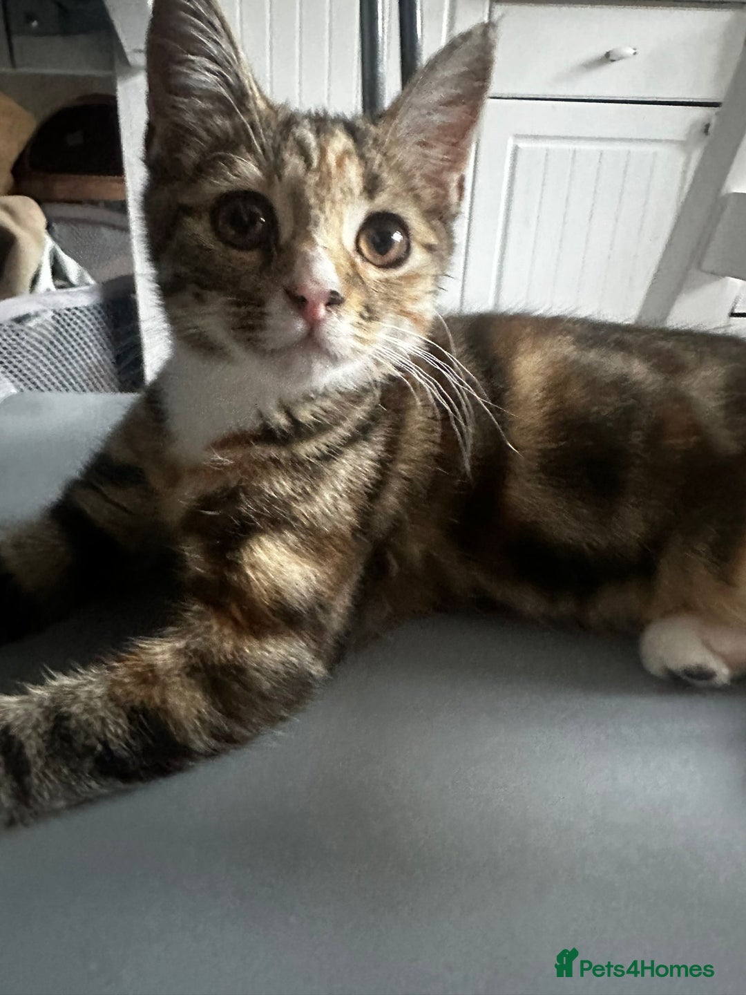 Bengal cats for sale: Beautiful kitten for sale  - Image 4