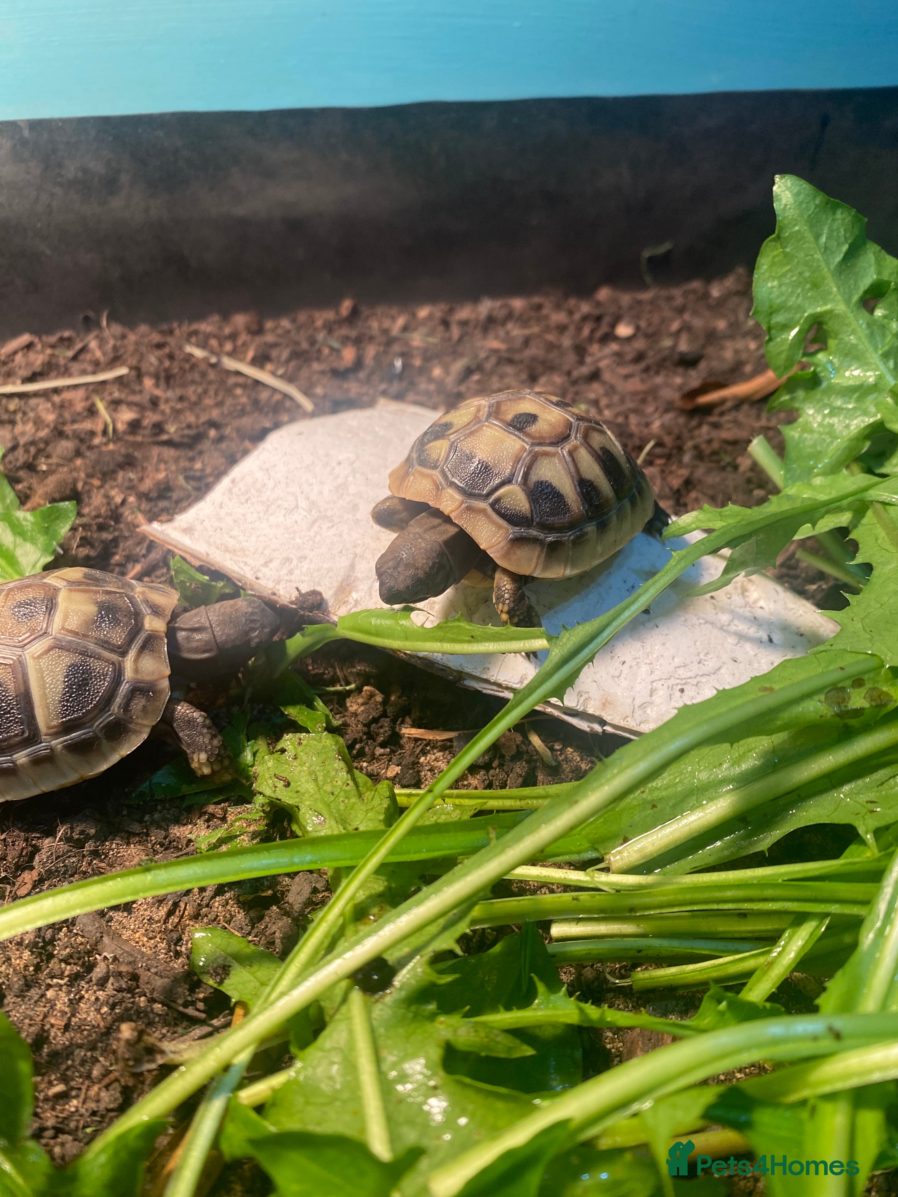 Hermann Tortoise reptiles Hermannes tortoises hatchlings - Advert 4