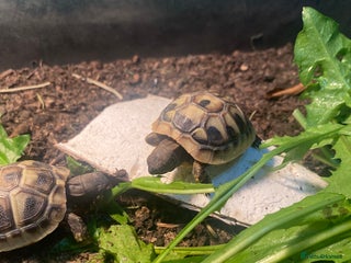 Hermann Tortoise reptiles - Advert 1