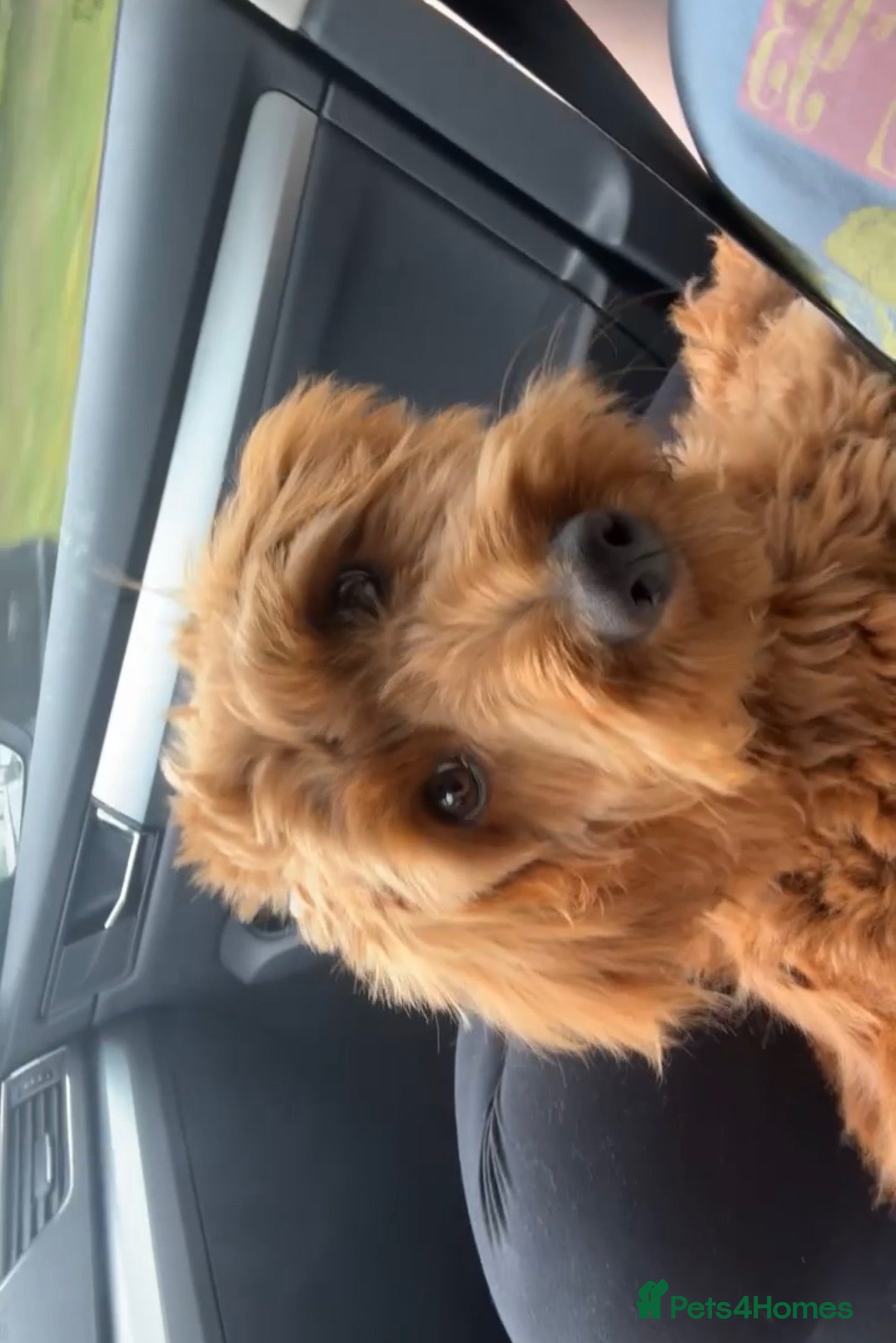 Cockapoo dogs Beautiful cockapoo - Advert 1