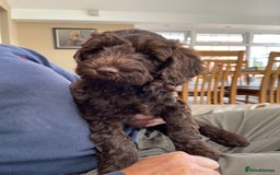 Australian Labradoodle dogs for sale: Pure Australian Labradoodles - READY TO LEAVE  - Image 15