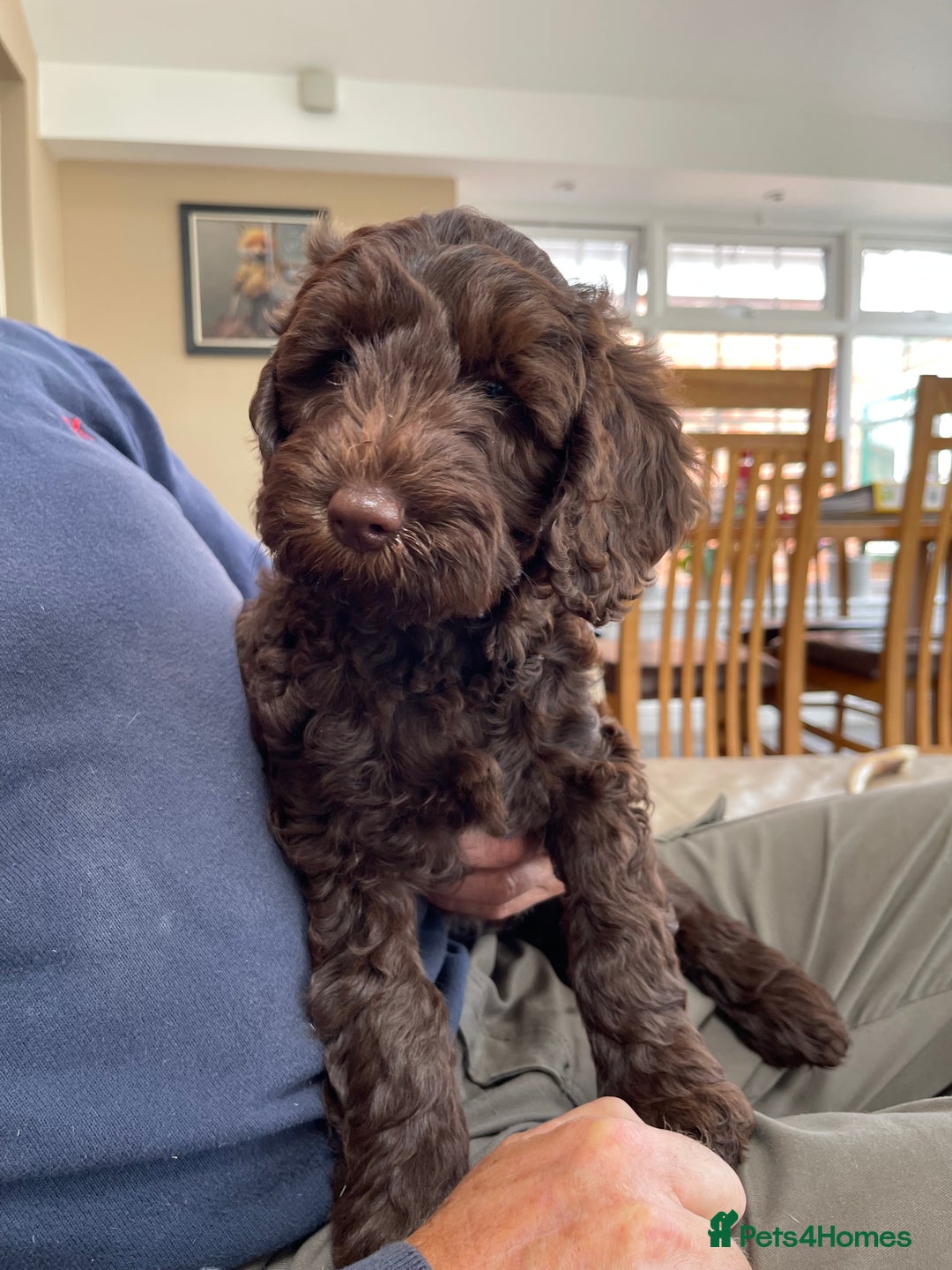 Australian Labradoodle dogs for sale: Pure Australian Labradoodles - READY TO LEAVE  - Image 15