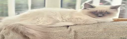 Ragdoll cats for sale: Purebred ragdoll  - Advert 9