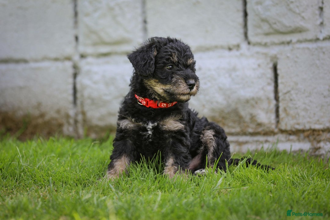 Mixed Breed dogs for sale: Schnoodle Puppies - Image 14