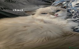 Ragdoll cats for sale: Ragdoll x British shorthair  - Image 4