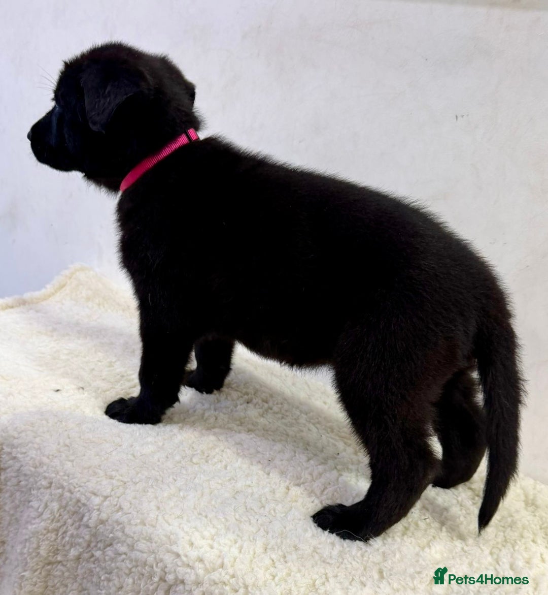 German Shepherd dogs for sale: DDR Working Line GSD Puppies Rare Working Lines - Advert 35