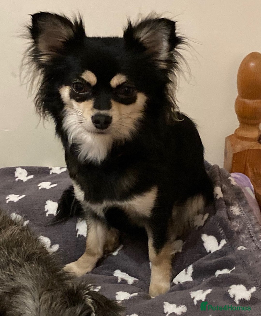 Chihuahua dogs for sale: Long Coated Merle Chihuahua Puppies - Image 2