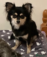 Chihuahua dogs - Advert 13