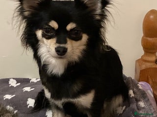 Chihuahua dogs Long Coat Merle Chihuahua Puppies **ONE LEFT** - Advert 14