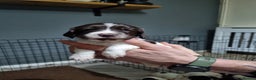 English Springer Spaniel dogs for sale: KC registered English Springer Spaniel puppies 🐾 - Advert 4