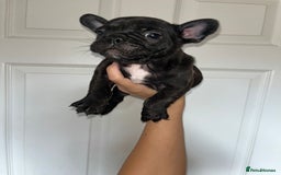 French Bulldog dogs for sale: KC Registered French Bulldog puppies ready to go - Image 13