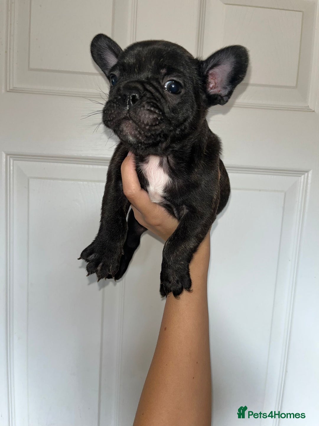 French Bulldog dogs for sale: KC Registered French Bulldog puppies ready to go - Image 13