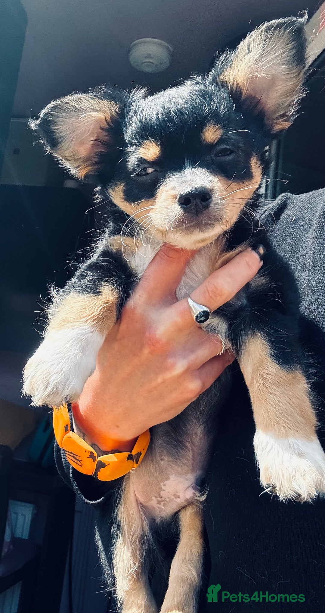 Pomchi dogs for sale: Beautiful female puppy ready now!  in Godstone - Image 24