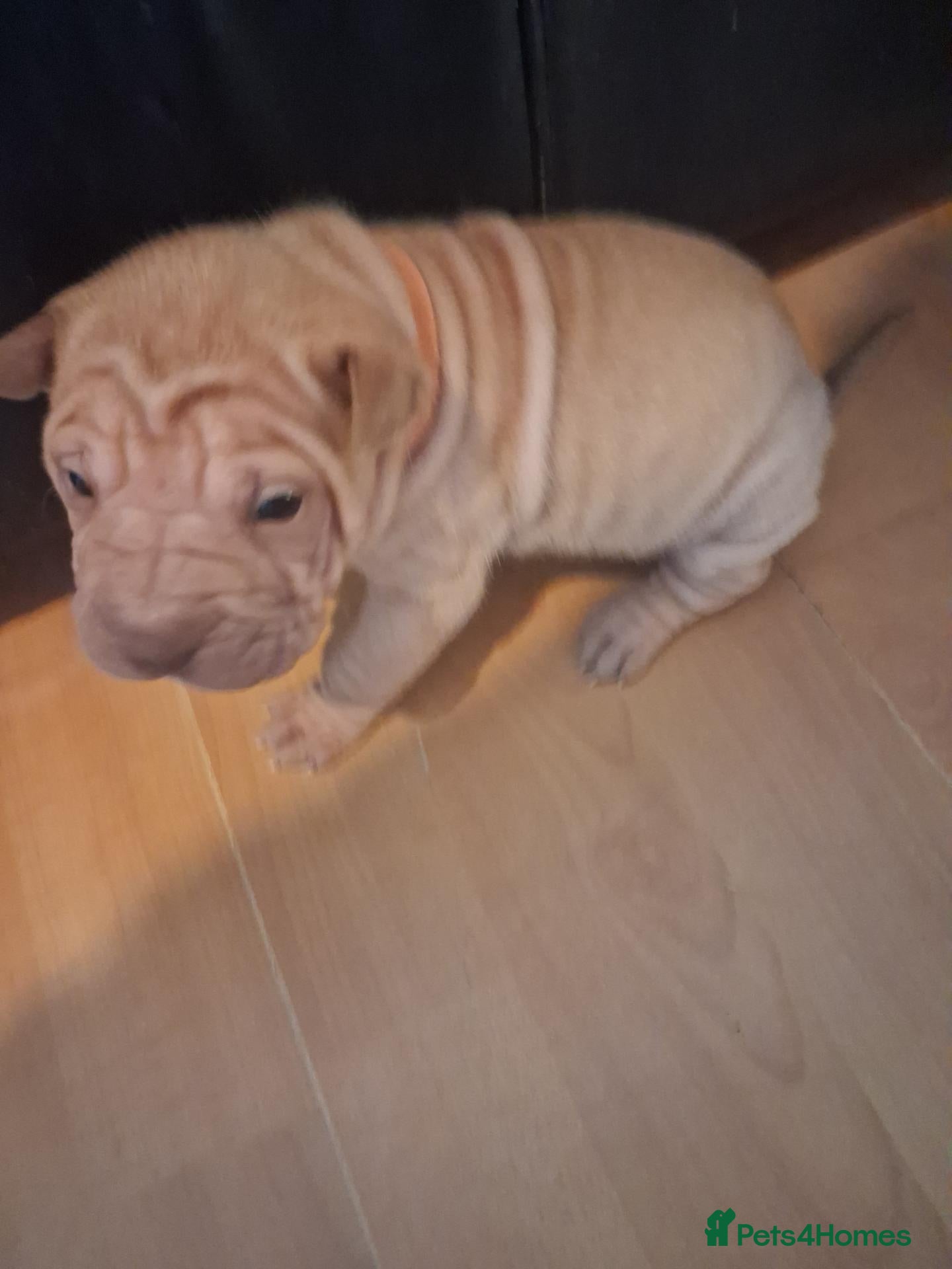 Shar Pei dogs Adorble shar pei puppts - Advert 2
