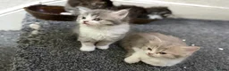 Mixed Breed cats for sale: Adorable litter of fluffy kittens  - Advert 4