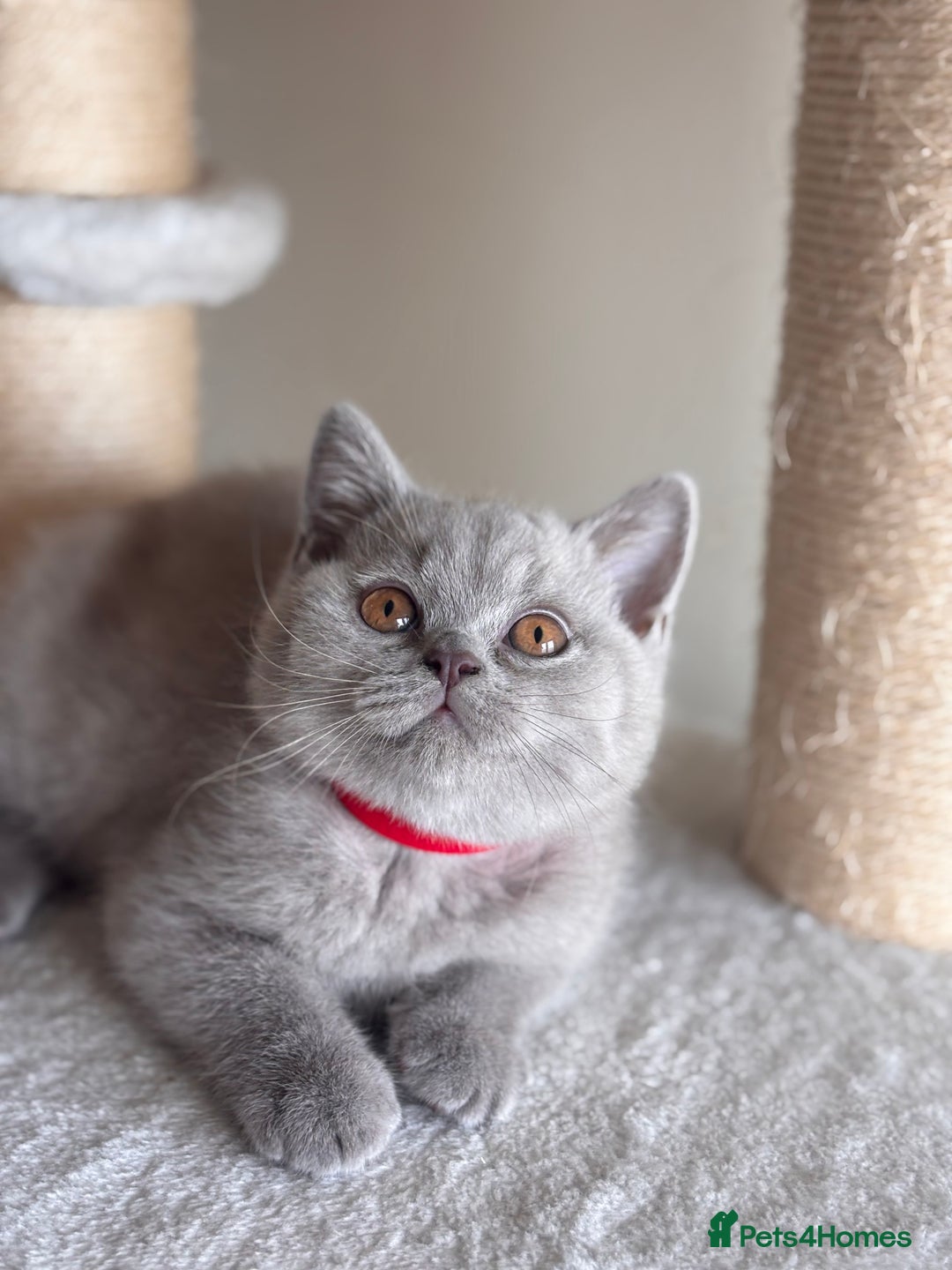 British Shorthair cats for sale: LILAC & BLUE MALE BRITISH SHORTHAIRS - Image 5